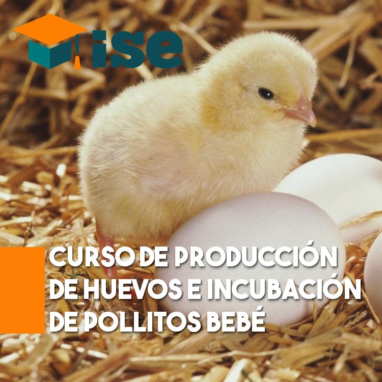 Curso de producción de huevos e incubación de pollitos bebé